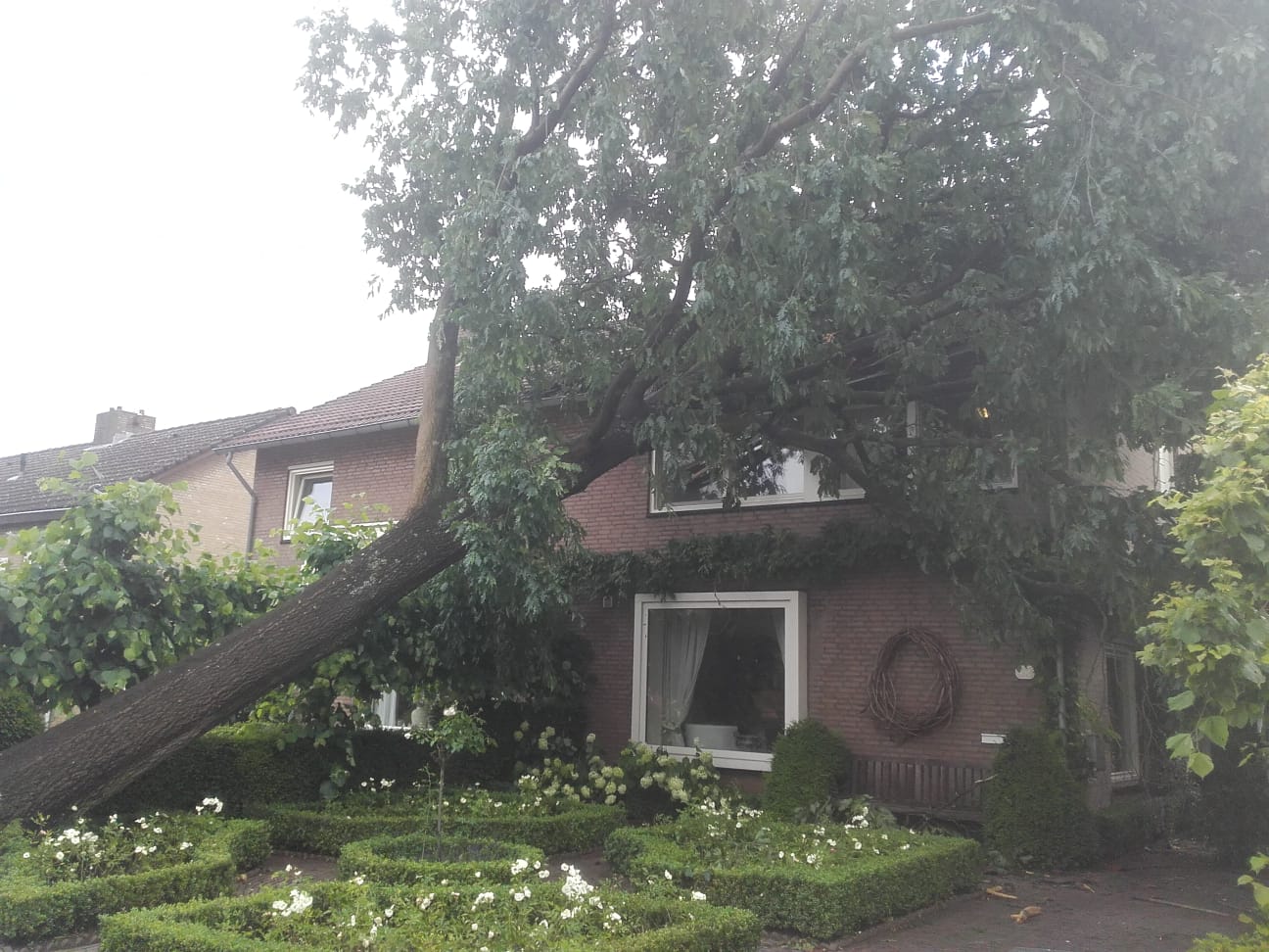 Omgewaaide bomen verwijderen in Emmen