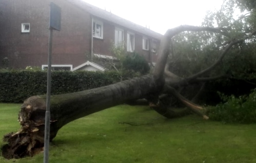 Omgewaaide bomen laten verwijderen door Groentechniek Klomp in Staphorst Omgewaaide bomen laten verwijderen door Groentechniek Klomp in Staphorst