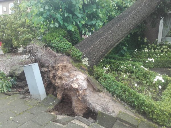Omgewaaide bomen verwijderen in Steenwijk