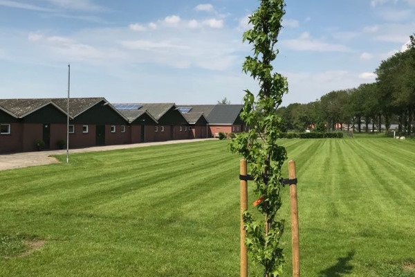 Bomen enten door een professional