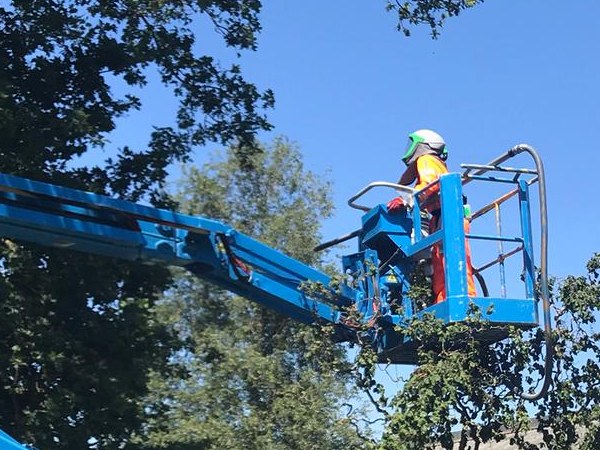 Wanneer een boom bij jou in de buurt besmet is met de eikenprocessierups in Friesland, neem dan contact op met Groentechniek Klomp