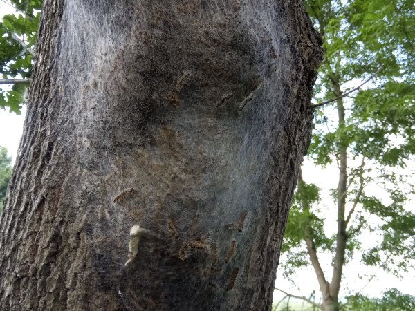 De eikenprocessierups in Friesland vormt een ware plaag