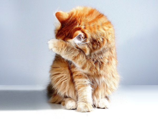 Naast mensen kunnen ook honden, katten en paarden klachten krijgen van de eikenprocessierups in Beilen. Naast mensen kunnen ook honden, katten en paarden klachten krijgen van de eikenprocessierups in Beilen.