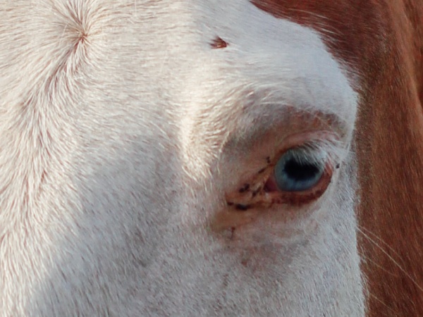 Ook huisdieren, zoals je paard, hond en kat, kunnen last krijgen van de eikenprocessierups in Wierden.