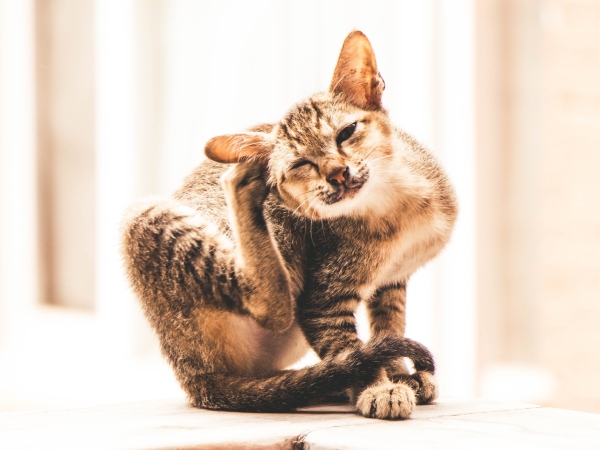 Ook honden, katten en paarden kunnen klachten krijgen van de eikenprocessierups in Meppel.