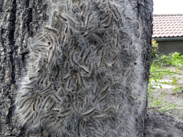 De eikenprocessierups in Ommen is een ware plaag aan het vormen en moet bestreden worden.