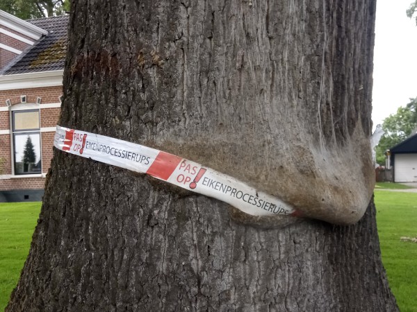 De processierups in Staphorst zorgt ieder jaar weer voor veel klachten bij mens en dier. De processierups in Staphorst zorgt ieder jaar weer voor veel klachten bij mens en dier.