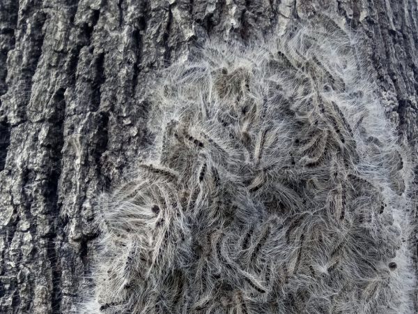 De eikenprocessierups in Tubbergen moet bestreden worden om klachten te voorkomen.