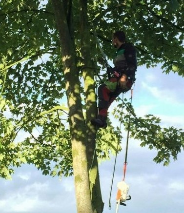 Fruitbomen laten snoeien door een boomverzorger