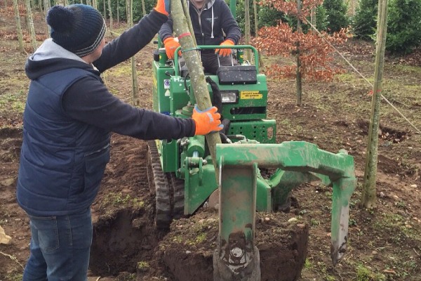 Een boom die verplant wordt door twee boomverzorgers, waarbij één een machine bestuurt en de ander de boom vasthoudt om bij te sturen.