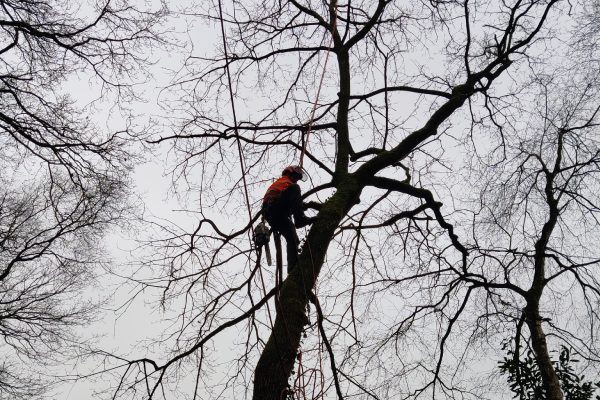 Een onderaanzicht van een boomverzorger die in de boom hangt en takken snoeit
