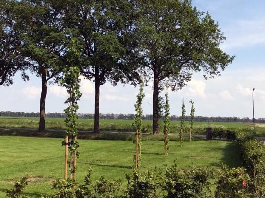 Boomverzorgingsbedrijf Groentechniek Klomp kan je helpen bij het planten van bomen