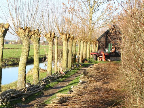 Bomen knotten is een specialistische boomsnoei waarbij de kruin van de boom wordt verwijderd