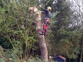 Wanneer bomen verwijderd moeten worden is rooien de beste mogelijkheid