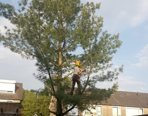 Boomverzoring omvat alle werkzaamheden rondom het verzorgen en onderhouden van bomen