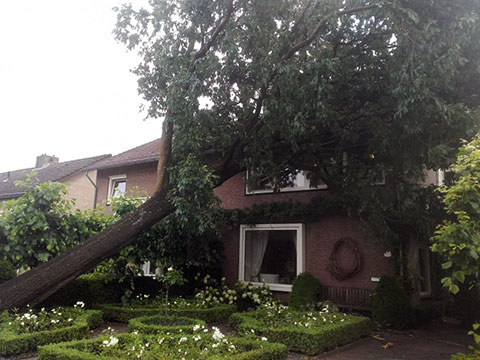 Omgewaaide bomen kunnen het beste door een boomspecialist worden verwijderd