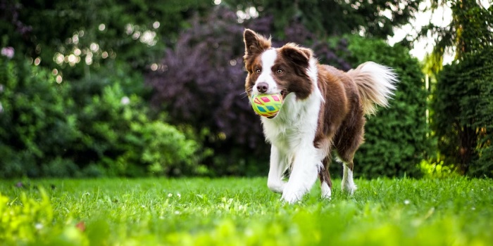 Een bruin-witte hond speelt onbezorgd in een groene omgeving. Berenklauw kan hier een einde aan maken