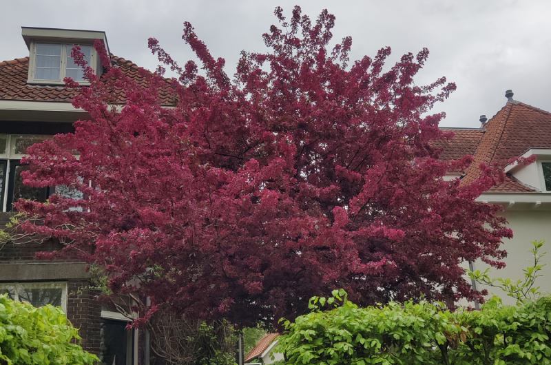 Uw hovenier Groningen verzorgt uw gehele tuin.