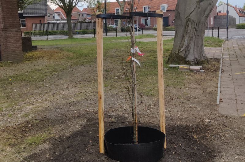Uw hovenier in Groningen plant ook nieuwe bomen stevig aan.