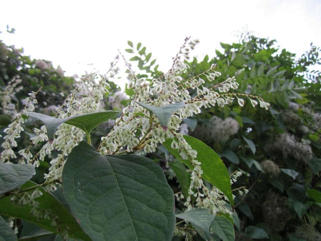 De groene bladeren en witten bloemen van de Japanse Duizendknoop