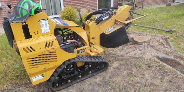 Gele stobbefrees in een tuin naast een boomstronk.