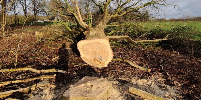 Gekapte boom ligt naast de boomstronk.