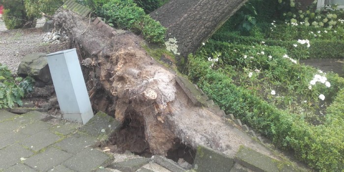 Boom is deels omgewaaide en de wortels liggen bloot.