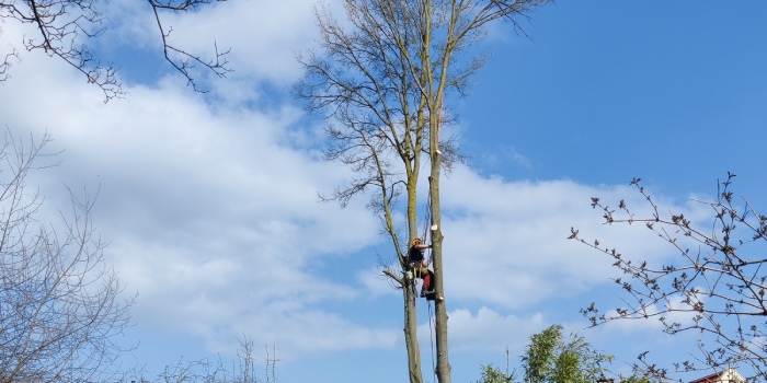 Boomverrzorger klimt in een boom.