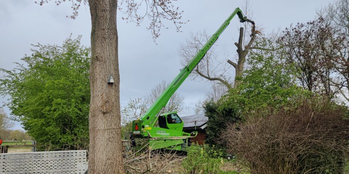 Groene hijskraan wordt gebruikt om een boom te rooien.