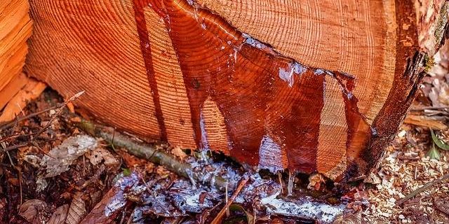 Bloeden van bomen
