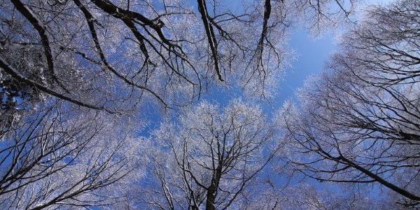Bomen in de winter beschermen tegen vorst