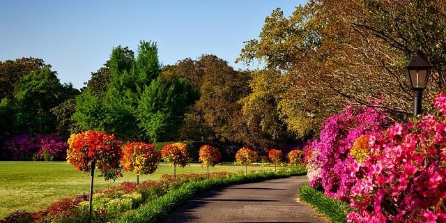 Wanneer plant je een boom | Groentechniek