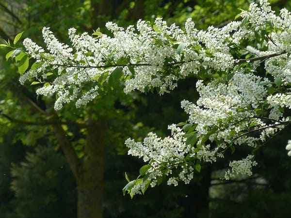 Amerikaanse vogelkers herkennen aan de witte bloemtrossen tijdens de bloei in het voorjaar