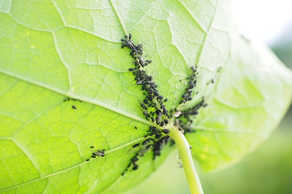 Bladluis herkennen voordat de aantasting zich verder verspreidt Bladluis herkennen aan een groep zwarte bladluizen op de onderzijde van een groen blad.
