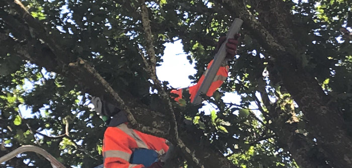 Een effectieve manier van eikenprocessierups bestrijding is het wegzuigen van de nesten in bomen