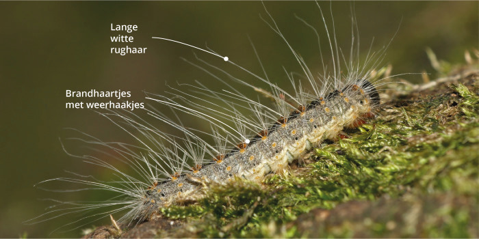 Je herkent de eikenprocessierups aan zijn lange witte haren op zijn grijsgroene lichaam bedekt met zwarte borstels met brandharen