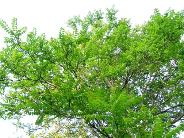 Volwassen hemelboom met grote samengestelde bladeren in een groene omgeving.