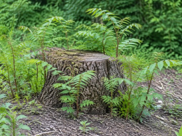 Nieuwe scheuten die rond de stobbe van een gekapte hemelboom groeien.
