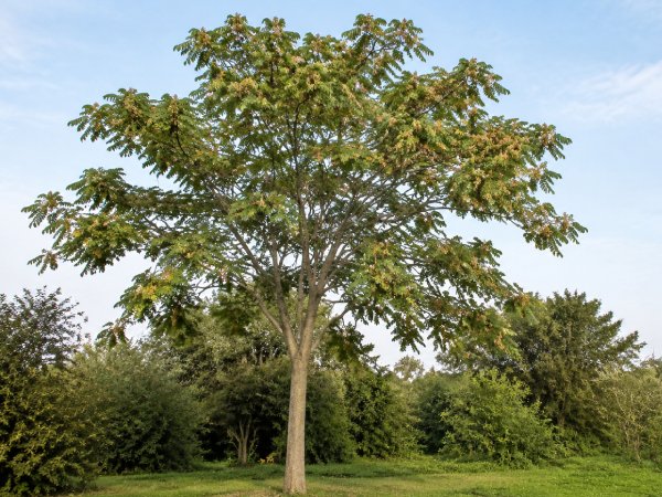 Een volgroeide hemelboom