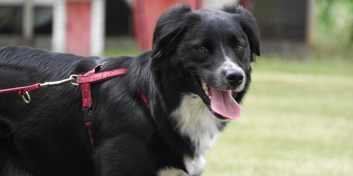 Het is verstandig je hond aan te lijnen om contact met de eikenprocessierups te voorkomen