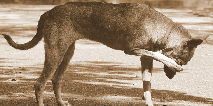 Eén van de symptomen van eikenprocessierupsen bij honden is het wrijven met de poot over de neus