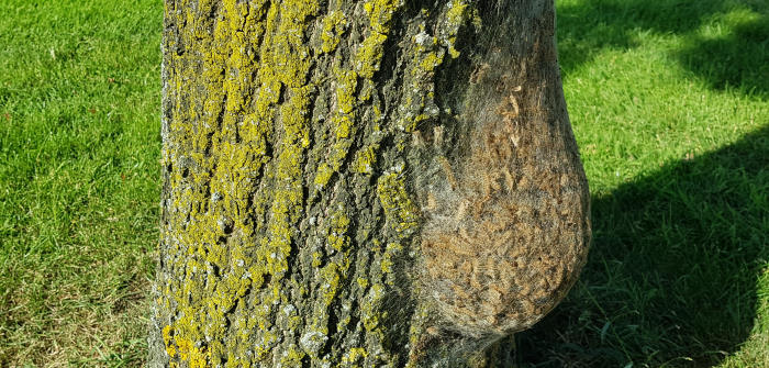 Het nest van de eikenprocessierups bestaat uit een spinsel vol opgeslahen brandharen die tijdens verschillende vervelstadia worden losgelaten