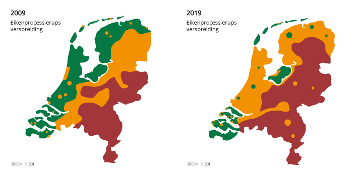 De laatste tien jaar is het aantal eikenprocessierupsen in ons land enorm toegenomen 