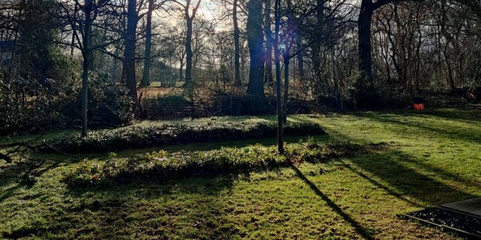 Gazon naast een bosrand met bomen.