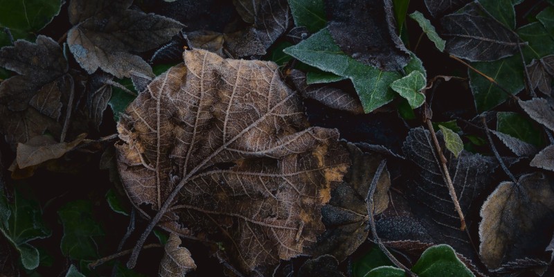 Het herkennen van zieke bomen kan lastig zijn, maar de experts van Groentechniek Klomp helpen je hiermee graag verder. 