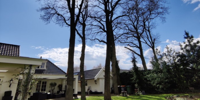 Hoge bomen in een achtertuin