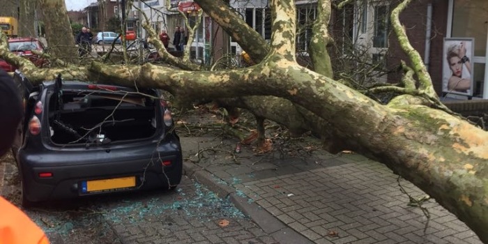 Grote boom is omgewaaid en deels op het trottoir en deels op een auto geland.