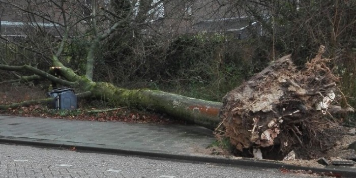 Omgewaaide boom ligt op trottoir.