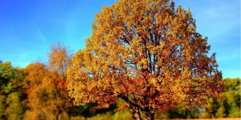 Wat is je doel van het snoeien van de bomen