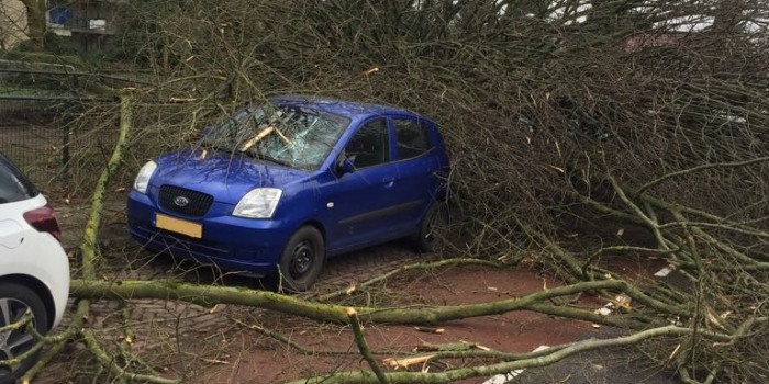 Omgewaaide boom ligt met takken op geparkeerde auto en fietspad